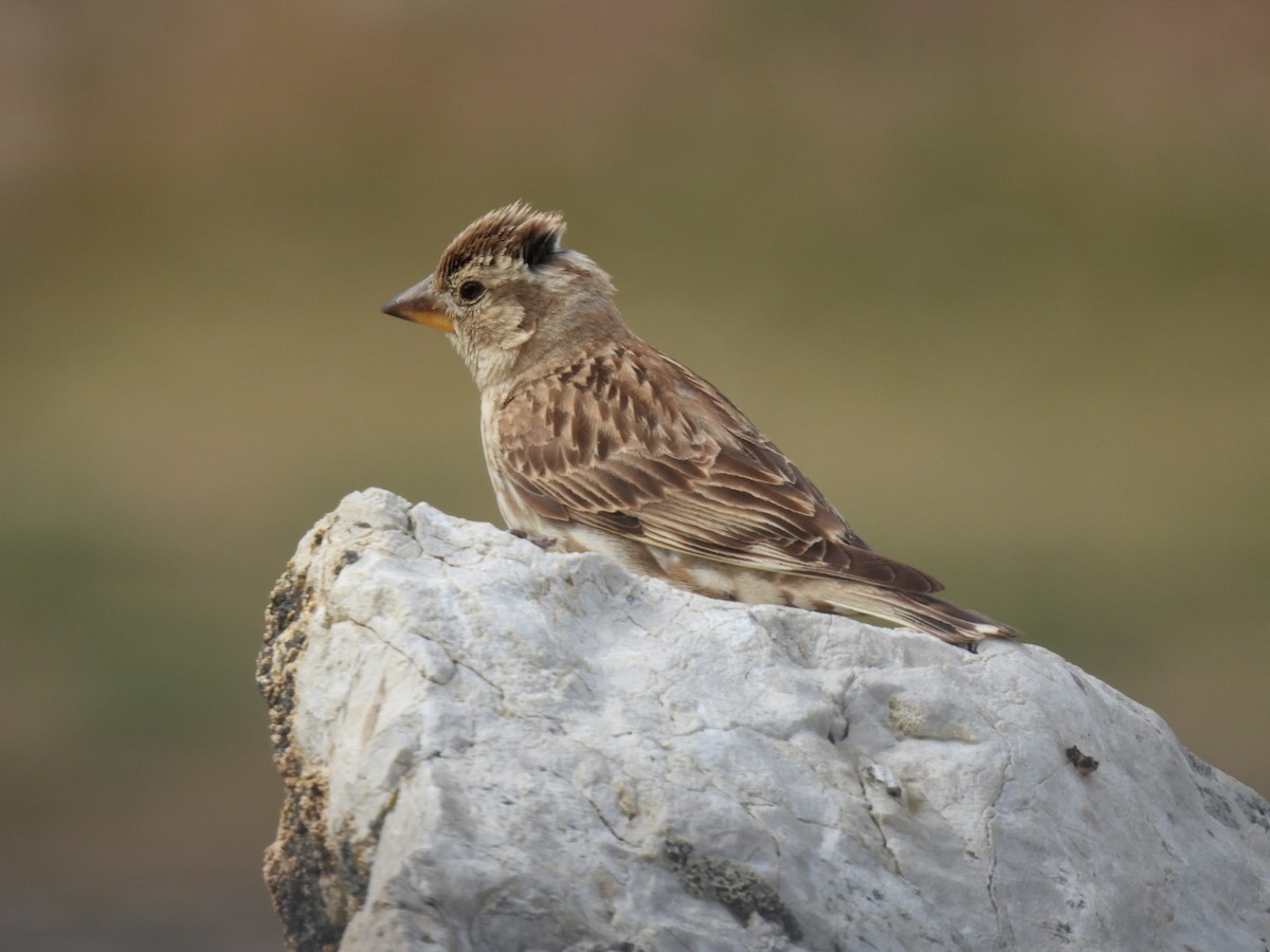 Rock Sparrow - Derek Etherton