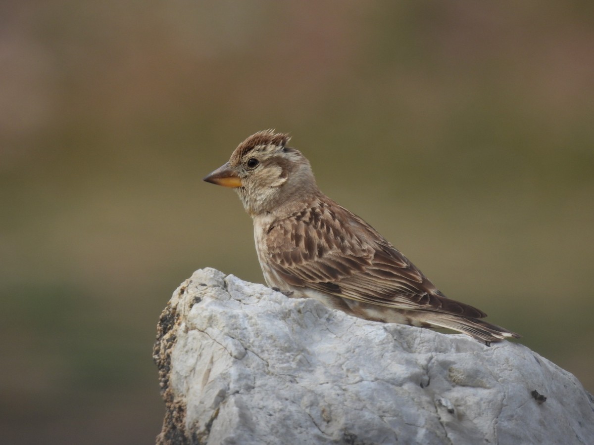 Rock Sparrow - Derek Etherton