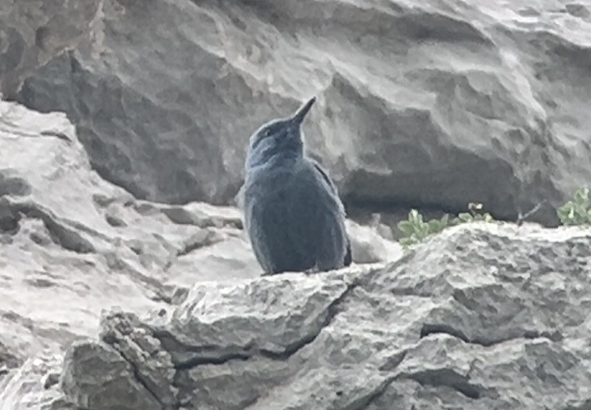 Blue Rock-Thrush - Patrick Finch