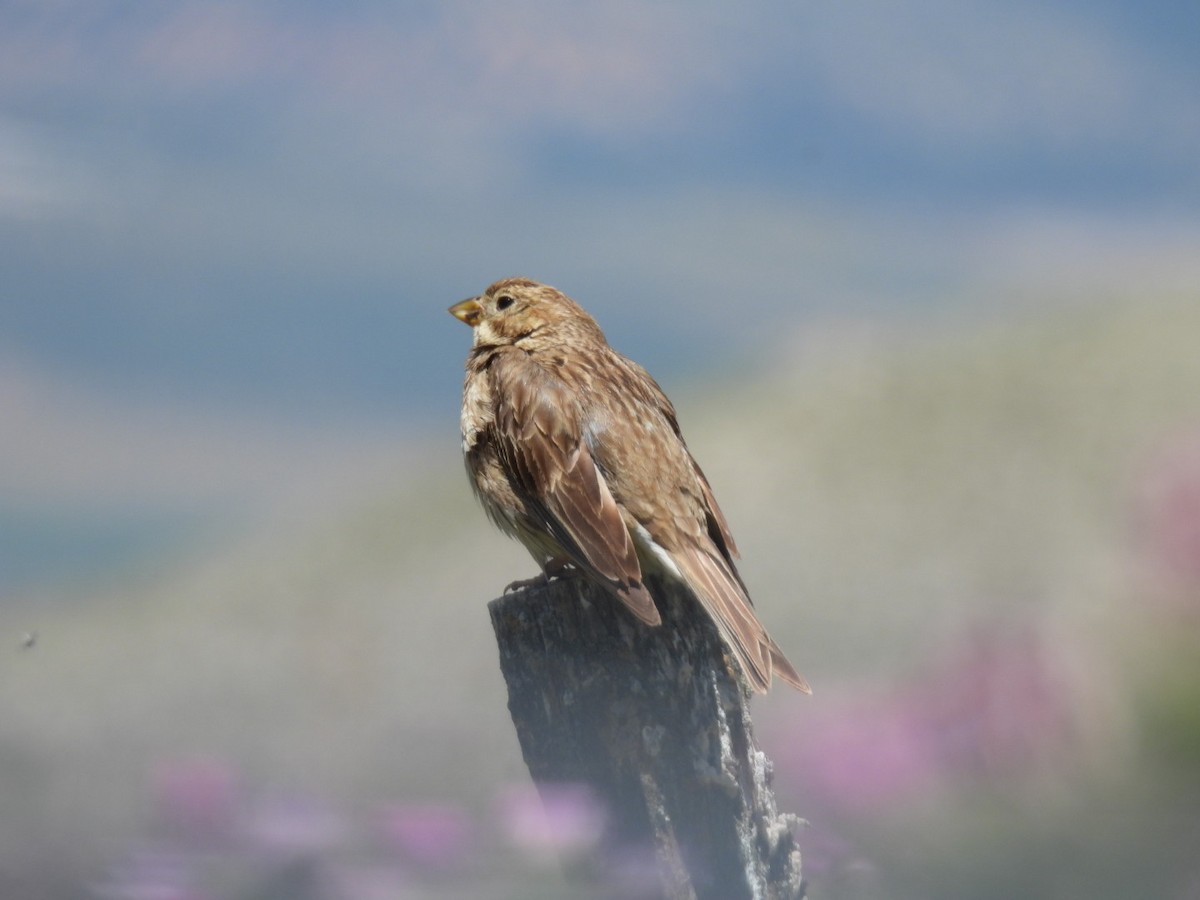 Corn Bunting - Derek Etherton