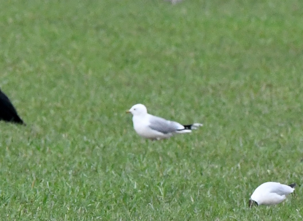 Common Gull (European) - A Emmerson