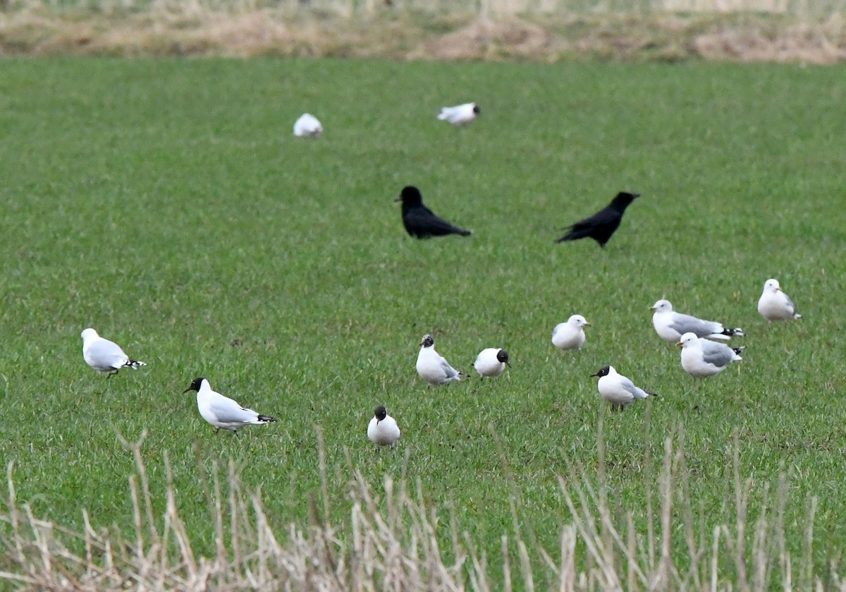 Black-headed Gull - A Emmerson