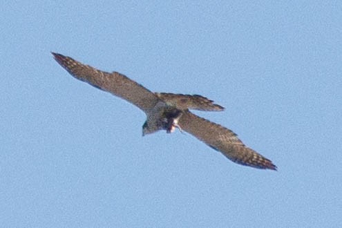 American Goshawk - ML619396488