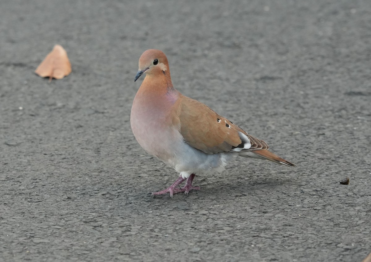 Zenaida Dove - Romain Demarly