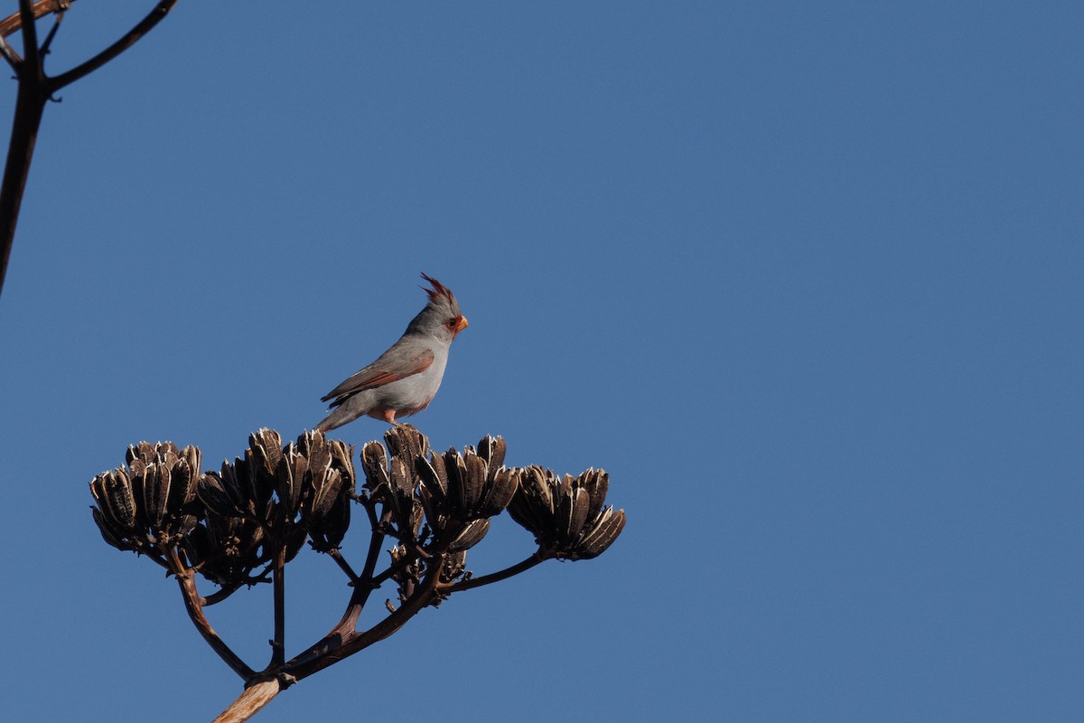 Pyrrhuloxia - Kenny Younger