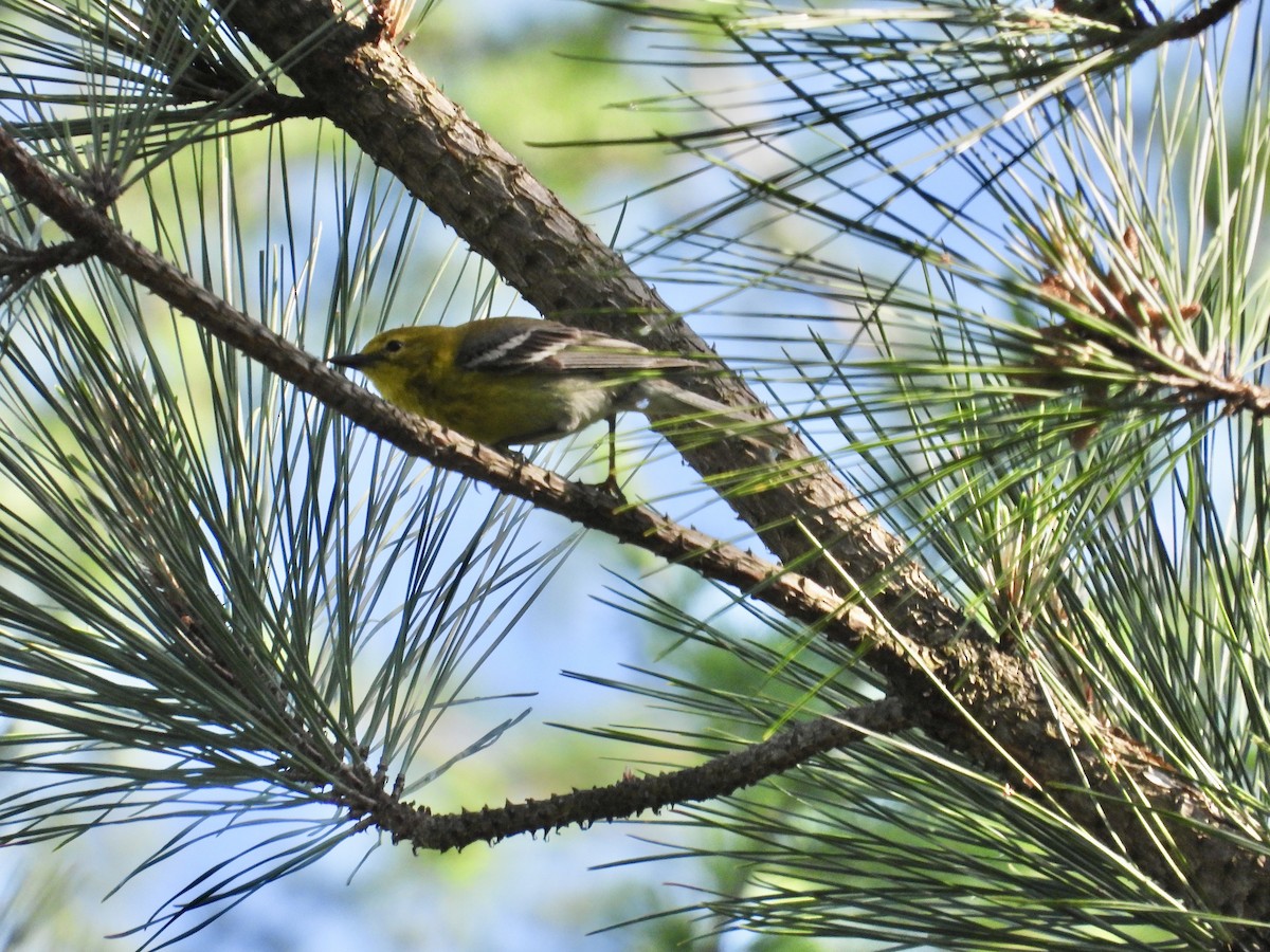Pine Warbler - Tracy Mosebey