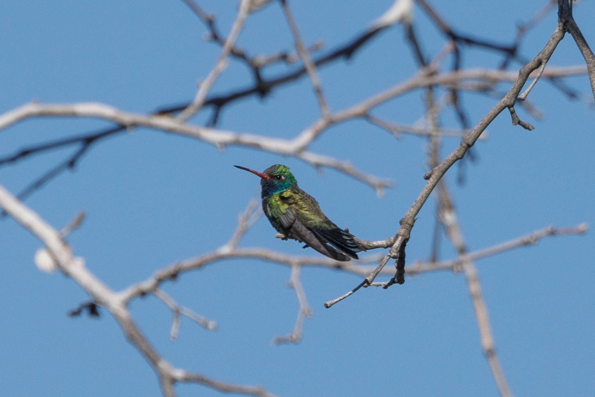 Broad-billed Hummingbird - Kenny Younger