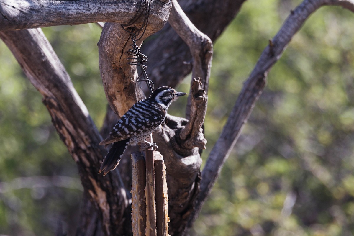 Ladder-backed Woodpecker - Kenny Younger