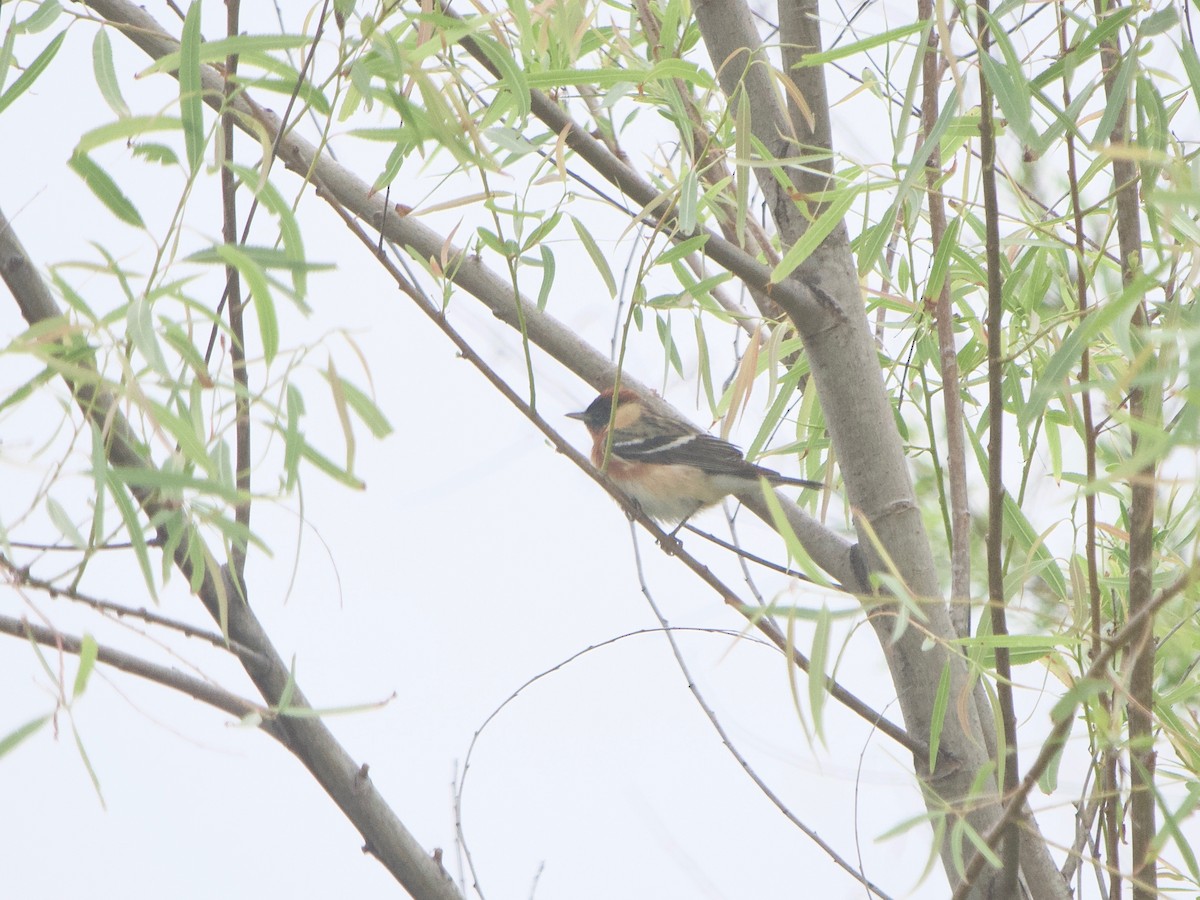 Bay-breasted Warbler - Gautam Apte