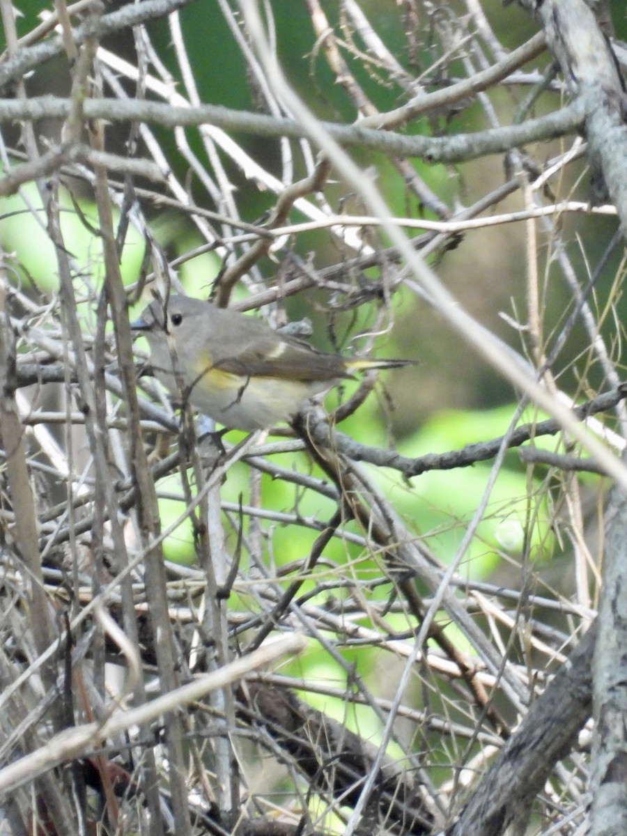 American Redstart - Tracy Mosebey