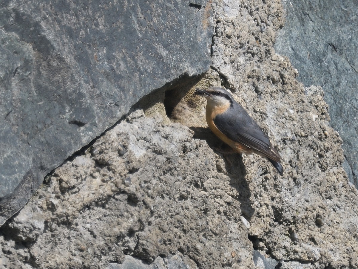 Eurasian Nuthatch - Chiusi Alessio Pietro