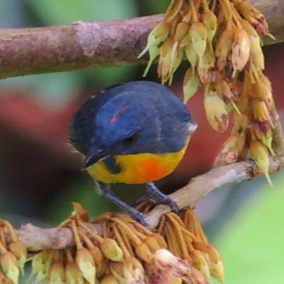 Yellow-rumped Flowerpecker - Ton Yeh