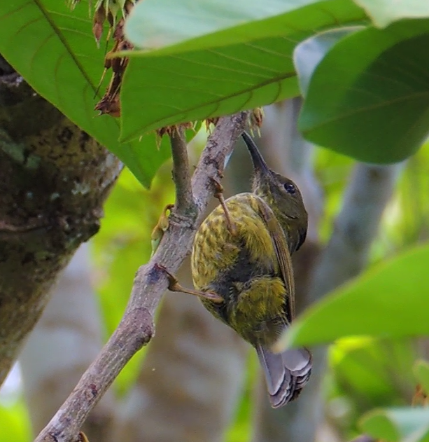 Purple-naped Spiderhunter - Ton Yeh