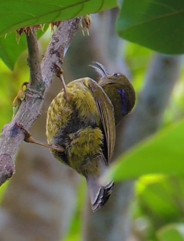 Purple-naped Spiderhunter - Ton Yeh