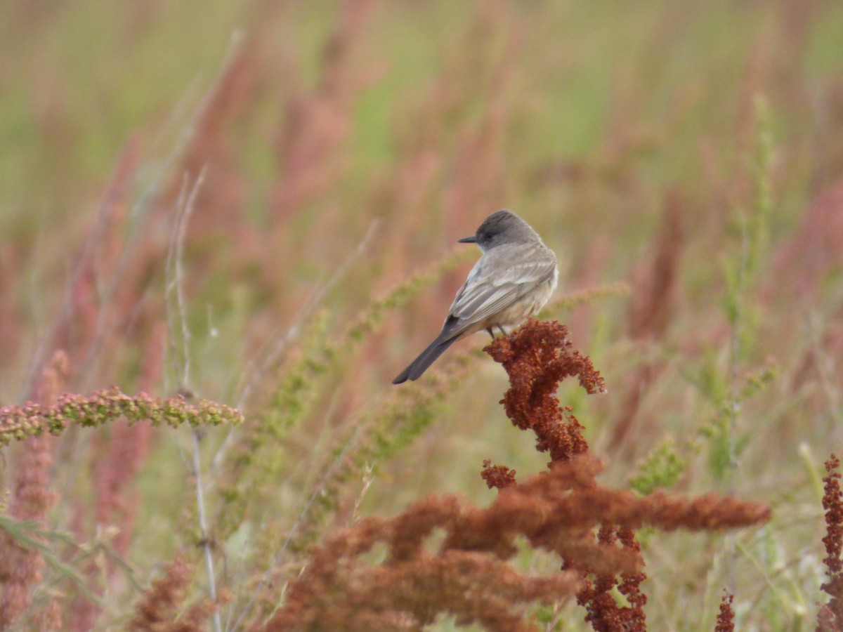 Say's Phoebe - Jude Flores