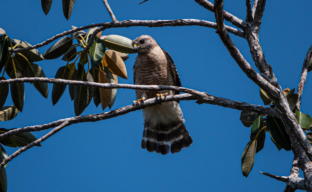 Red-shouldered Hawk - ML619396573