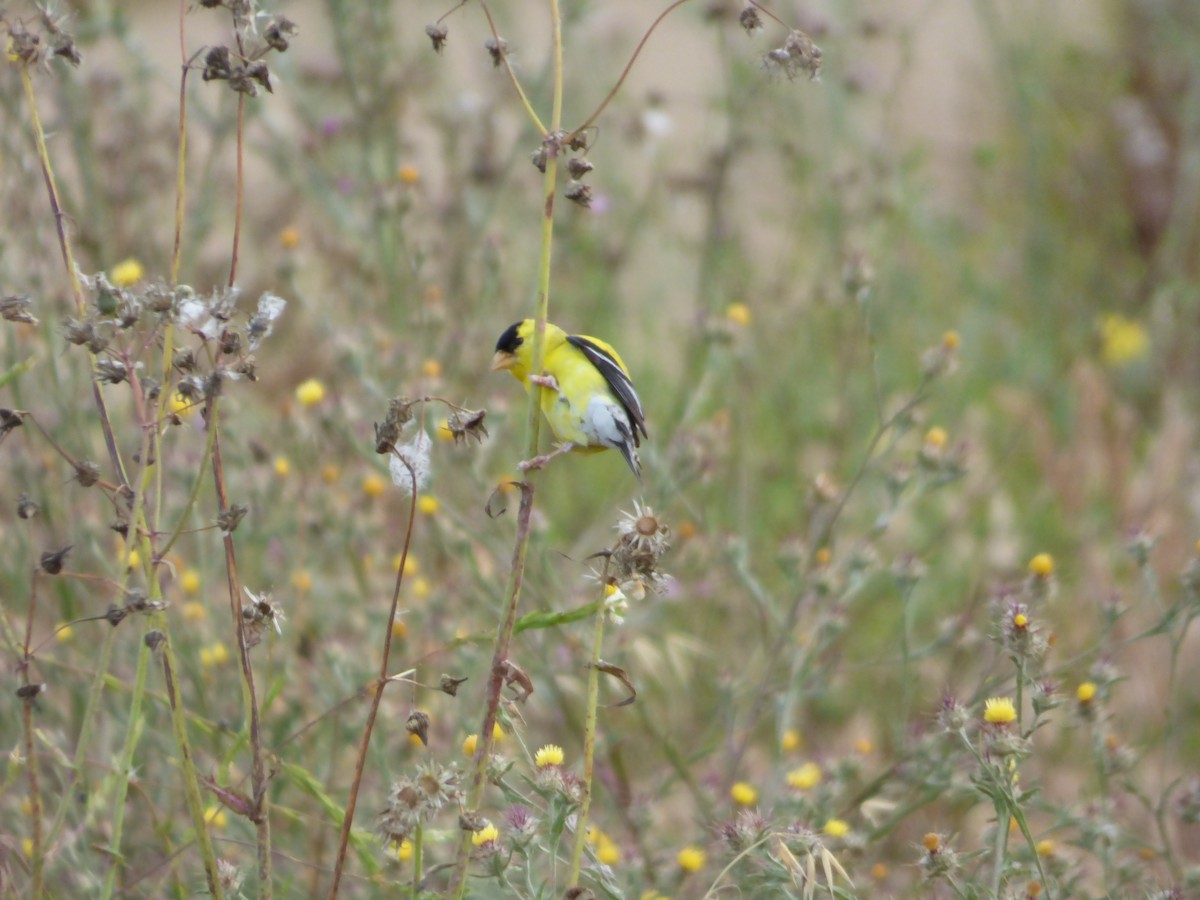 American Goldfinch - ML619396574