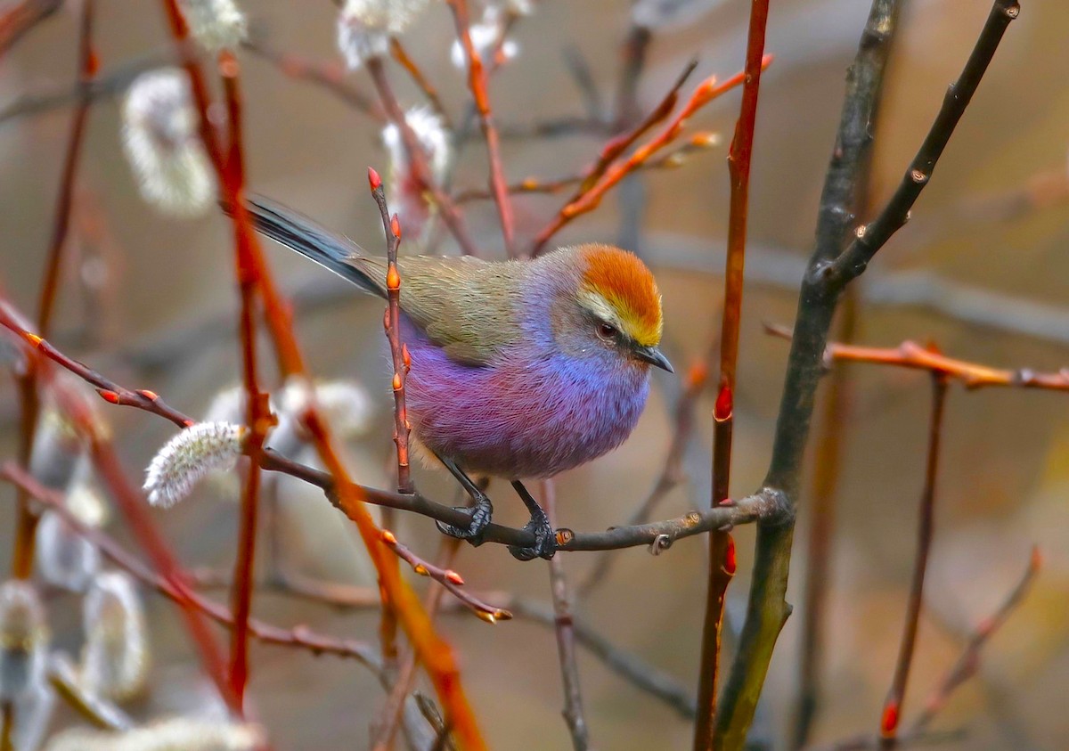 White-browed Tit-Warbler - Paul Varney