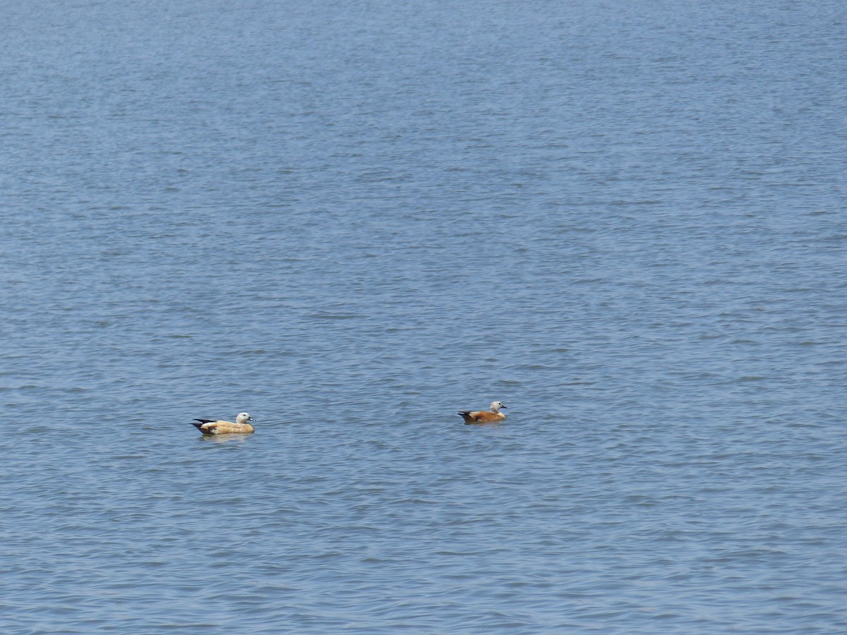 Ruddy Shelduck - ML619396617