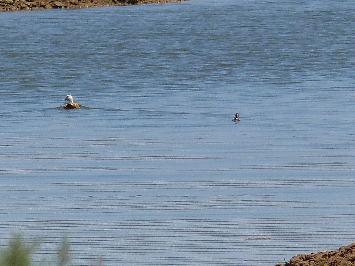 Ruddy Shelduck - ML619396623