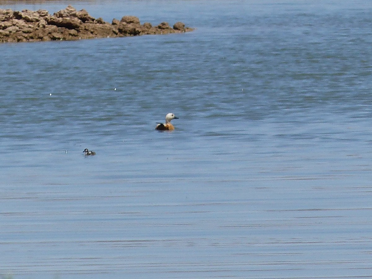 Ruddy Shelduck - Jorge López Álvarez