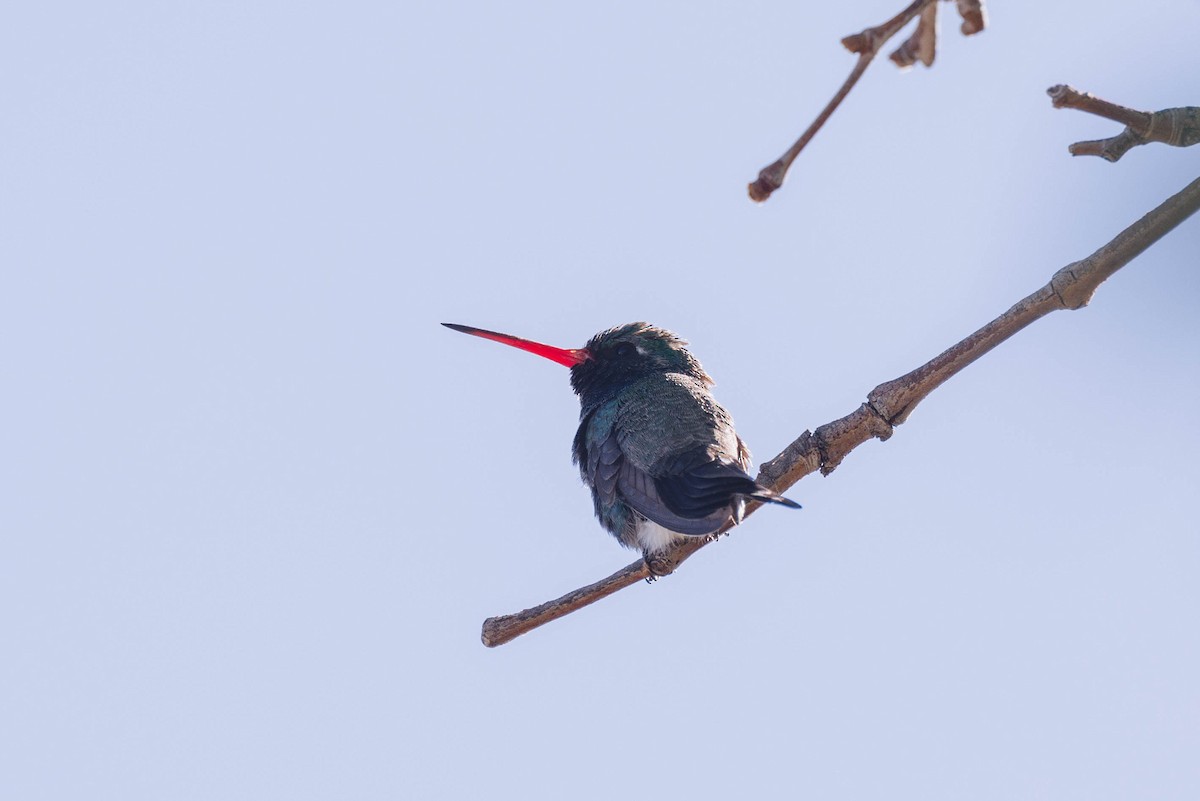 Broad-billed Hummingbird - Kenny Younger