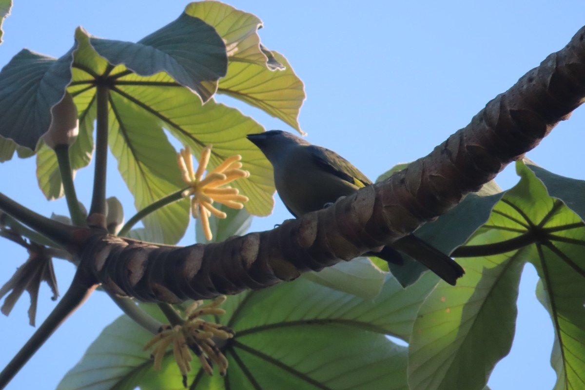 Yellow-winged Tanager - David Brinkman