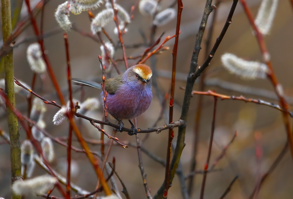 White-browed Tit-Warbler - Paul Varney