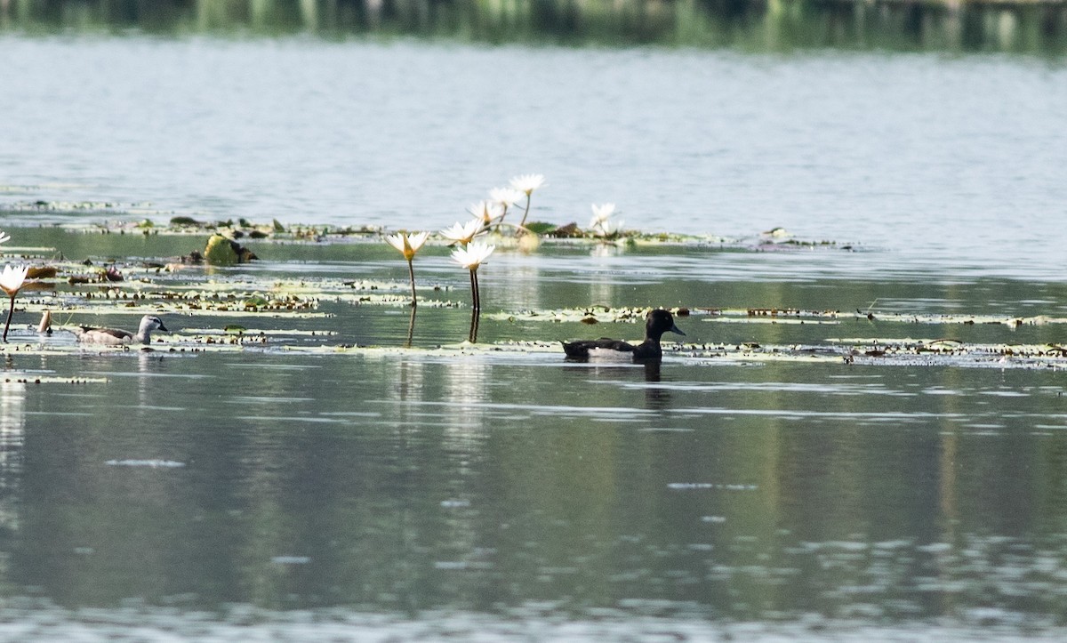 Гэзэгт шумбуур - ML619396642