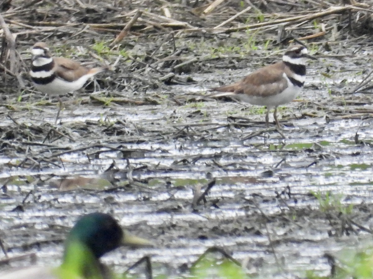 Killdeer - Tracy Mosebey