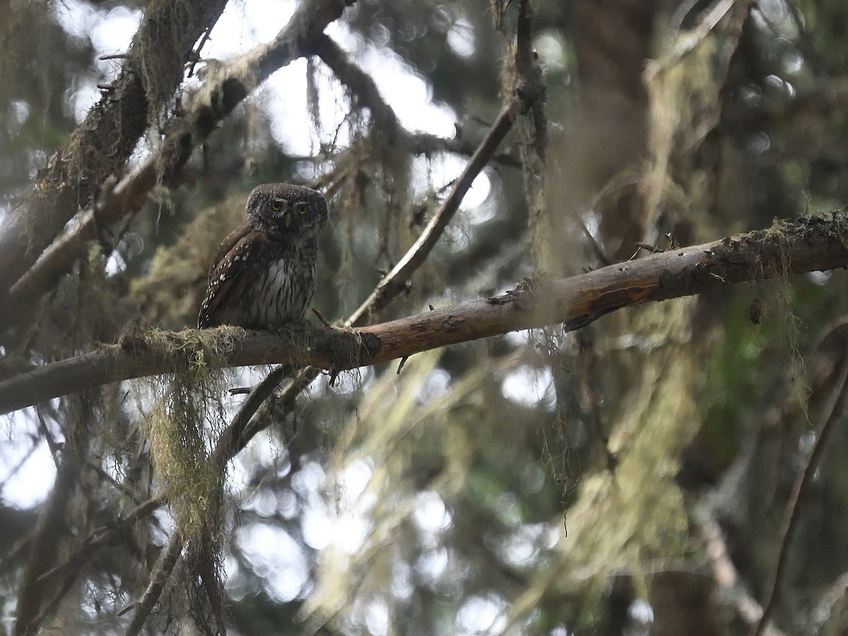 Eurasian Pygmy-Owl - Chiusi Alessio Pietro