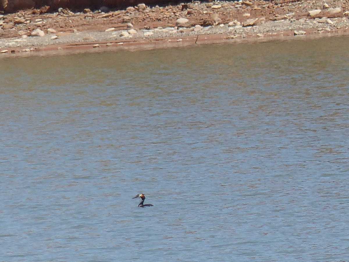 Great Crested Grebe - Jorge López Álvarez