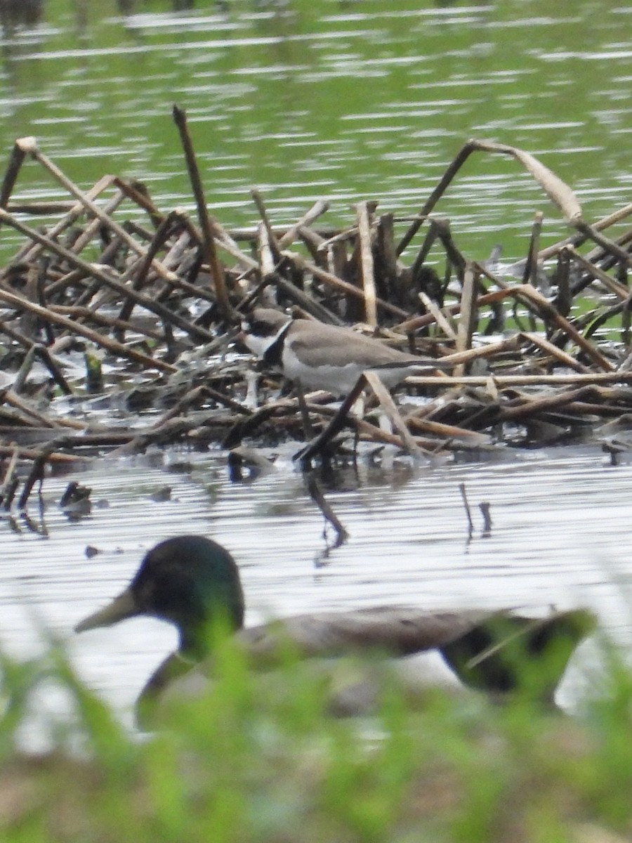 Semipalmated Plover - Tracy Mosebey