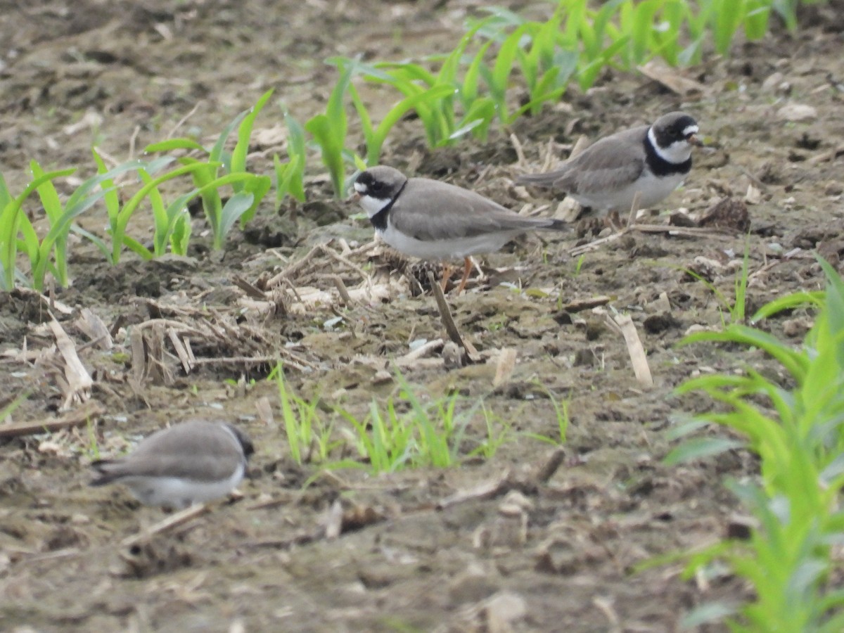 Semipalmated Plover - Tracy Mosebey