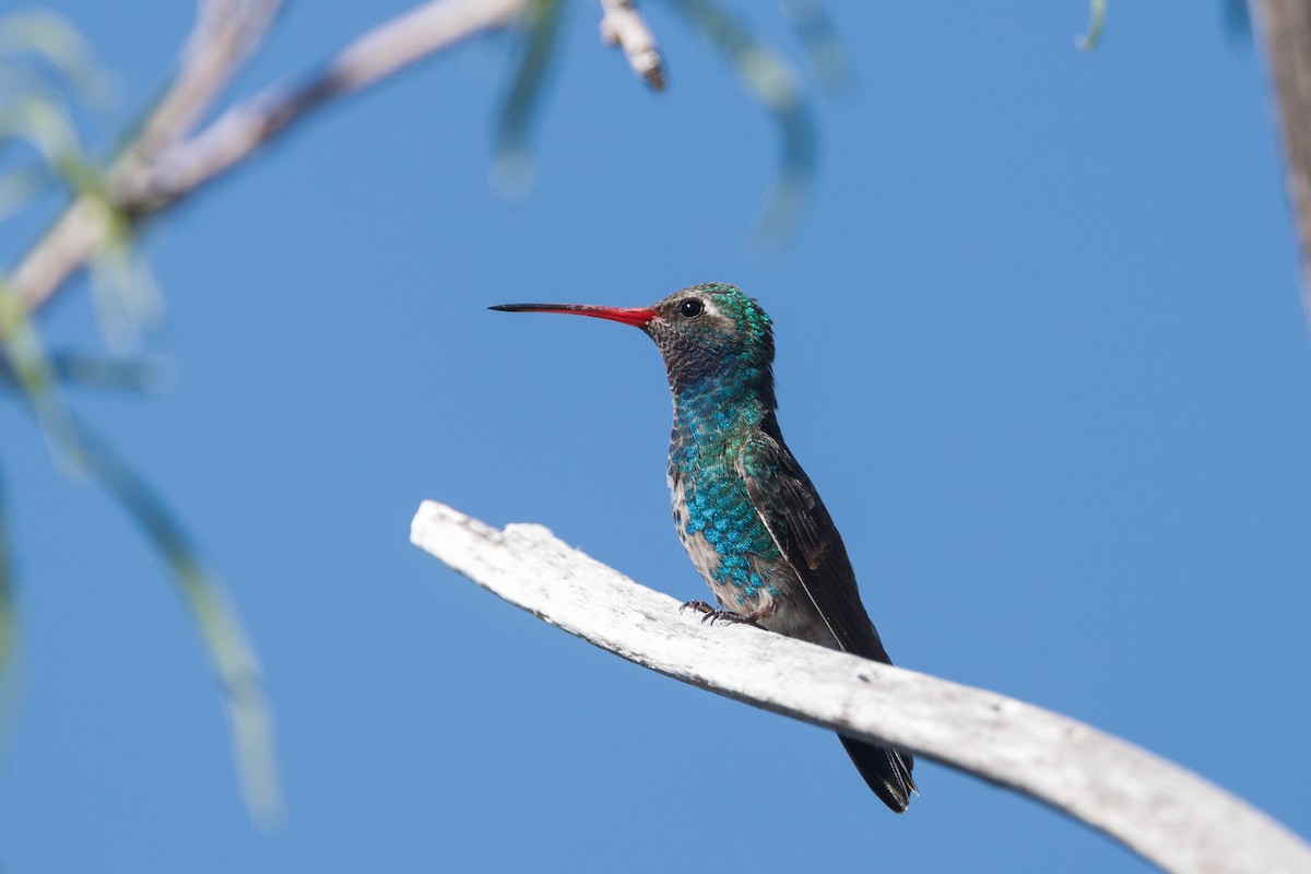 Broad-billed Hummingbird - Kenny Younger