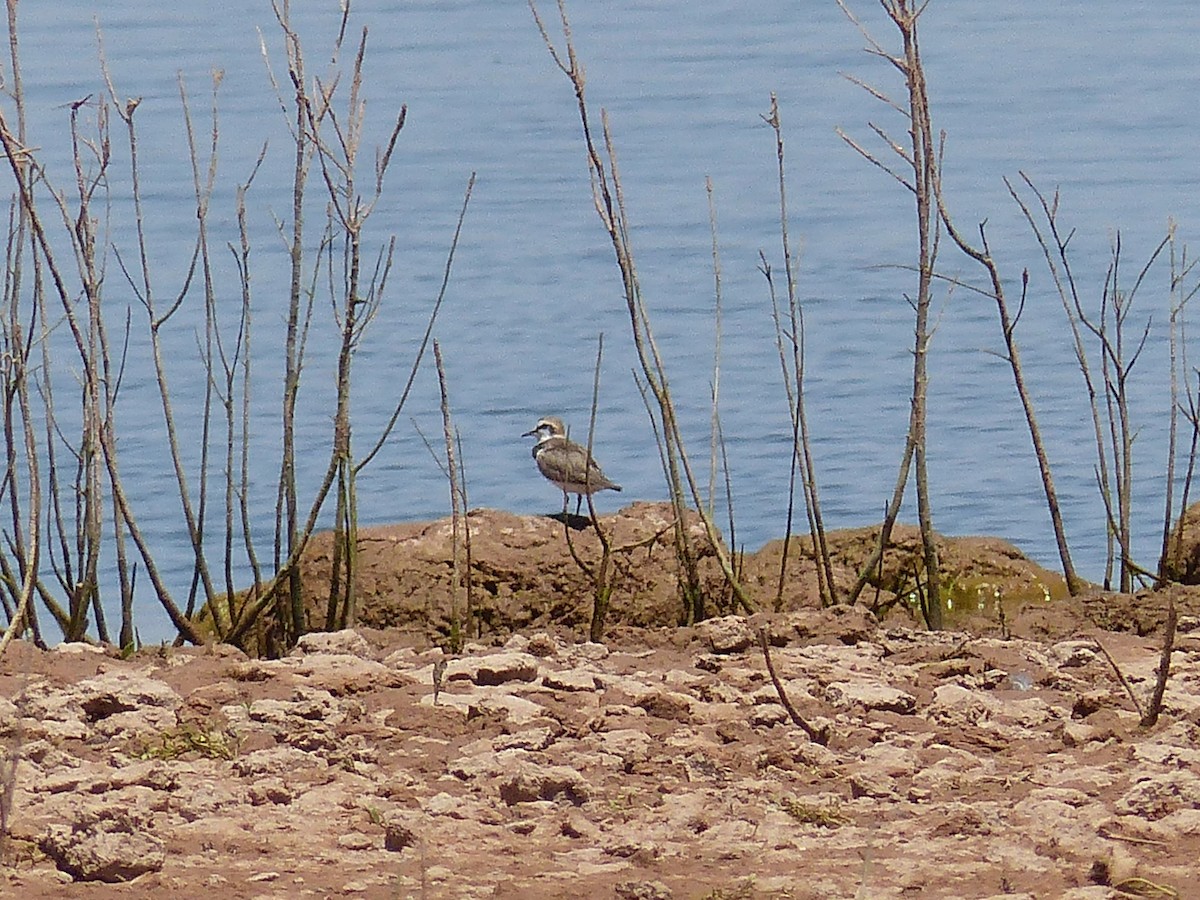 Kentish Plover - Jorge López Álvarez