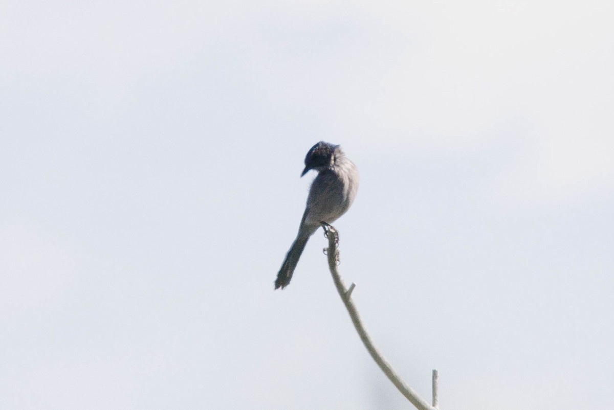 Woodhouse's Scrub-Jay - Kenny Younger