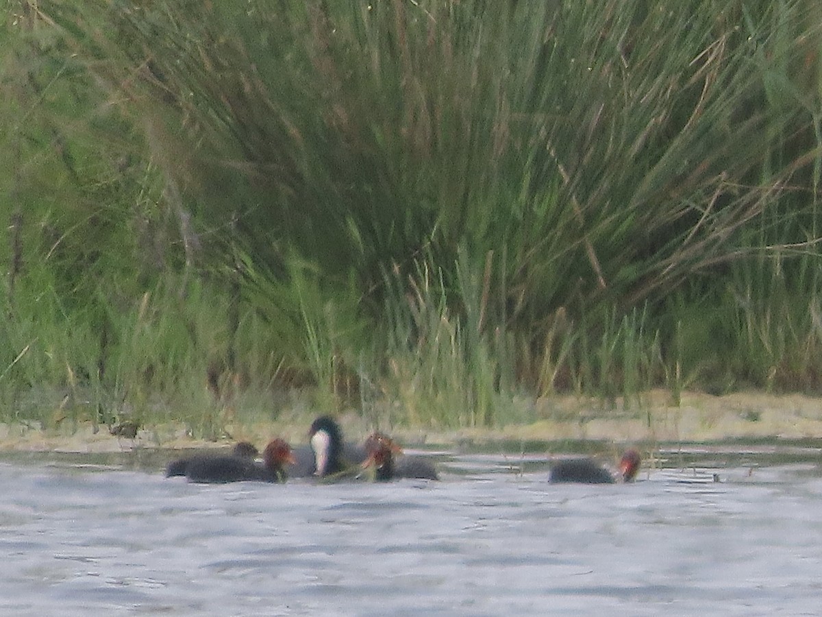 Eurasian Coot - christopher stuart elmer