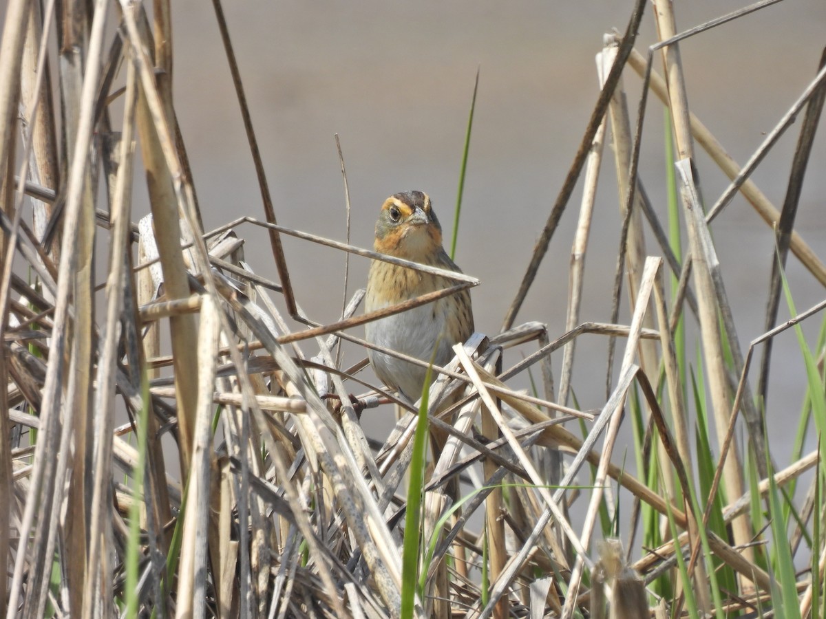 Saltmarsh Sparrow - Becca Evans