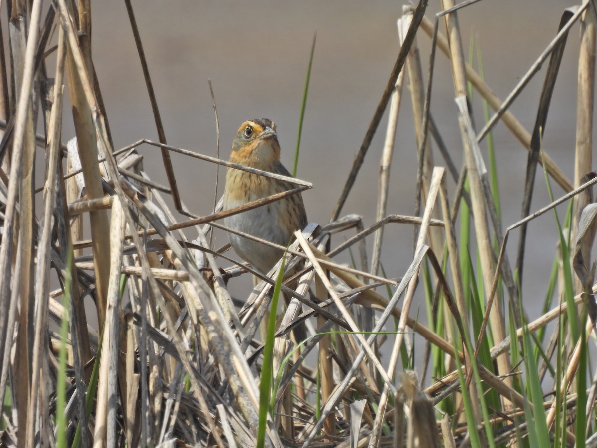 Saltmarsh Sparrow - Becca Evans