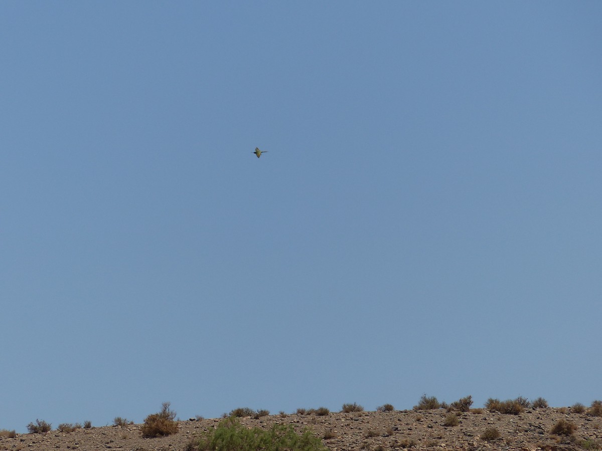 Blue-cheeked Bee-eater - Jorge López Álvarez