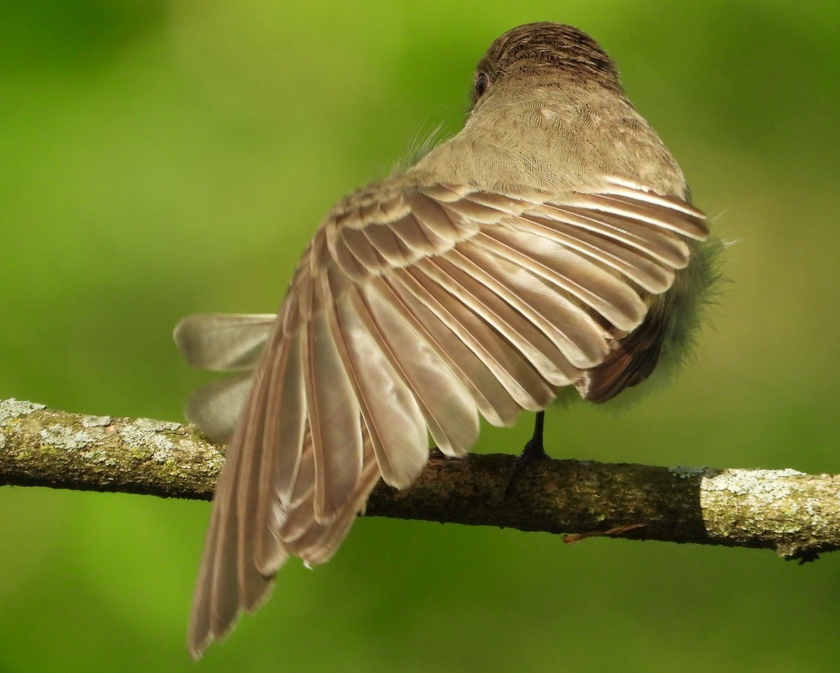 Eastern Phoebe - Brent Daggett