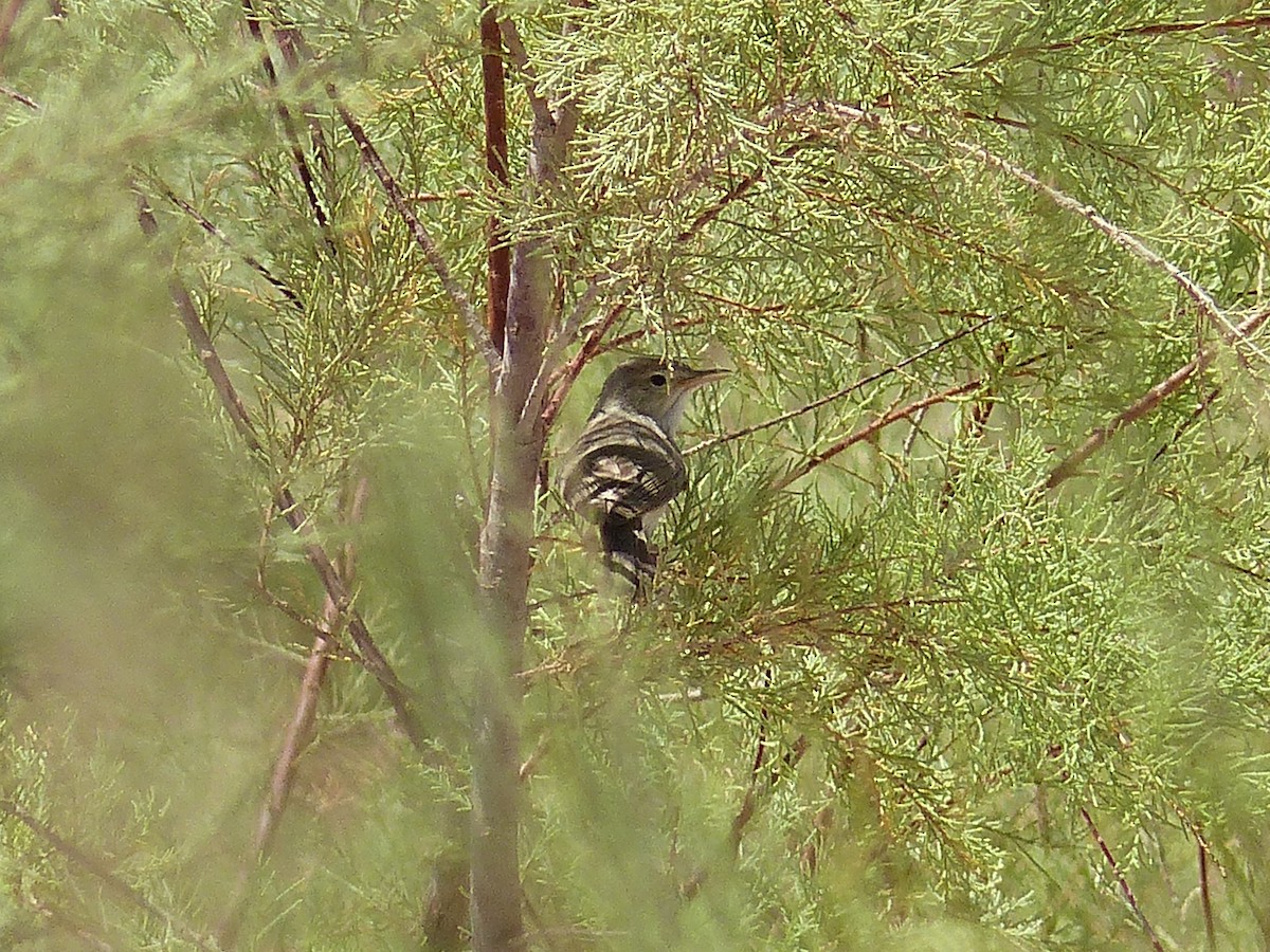 Western Olivaceous Warbler - Jorge López Álvarez