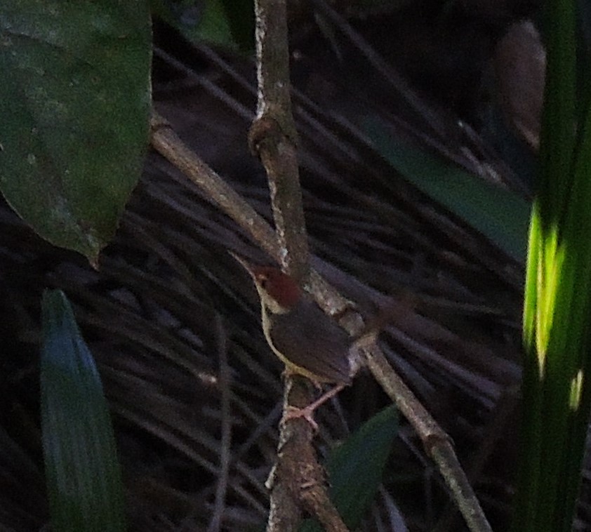 Rufous-tailed Tailorbird - Ton Yeh