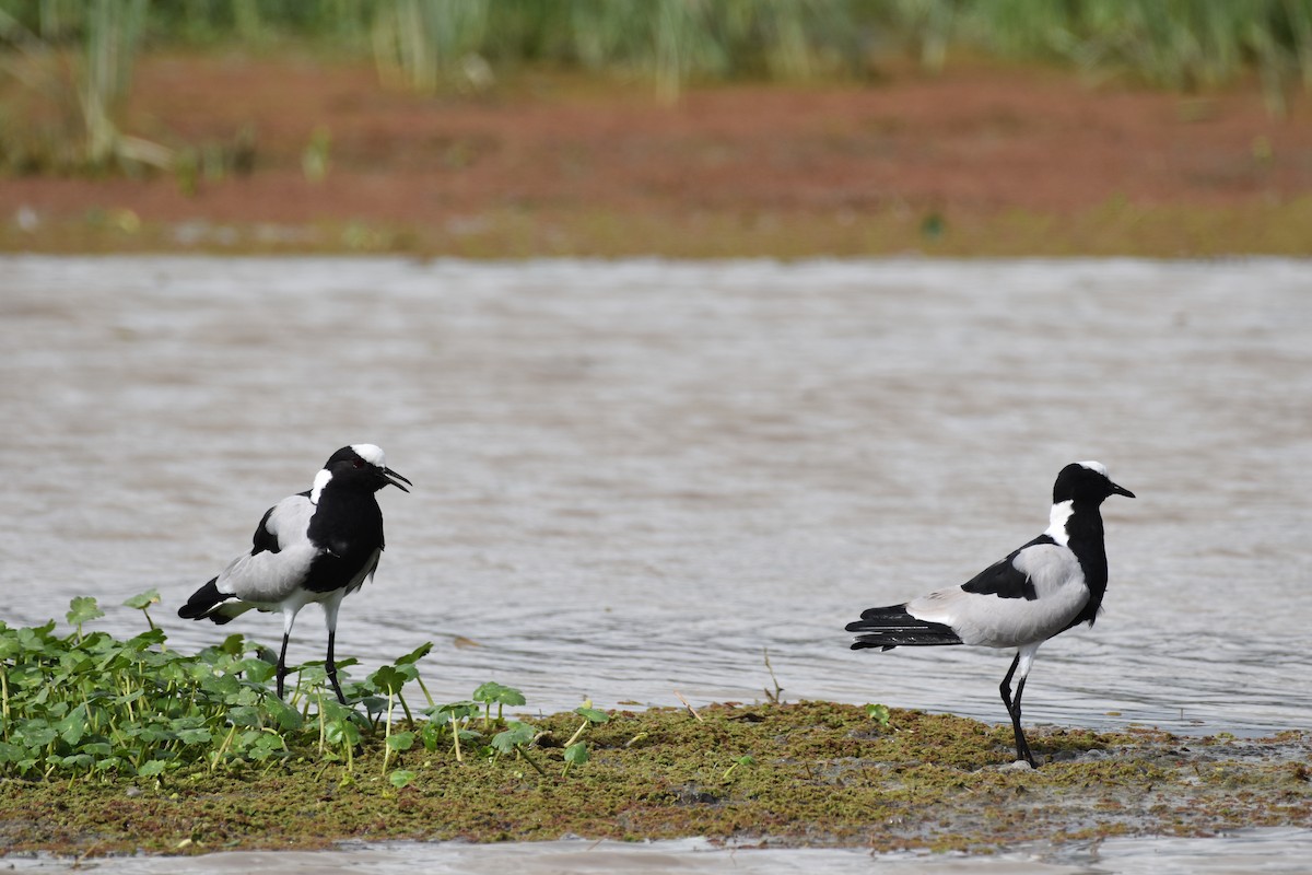 Blacksmith Lapwing - ML619396749