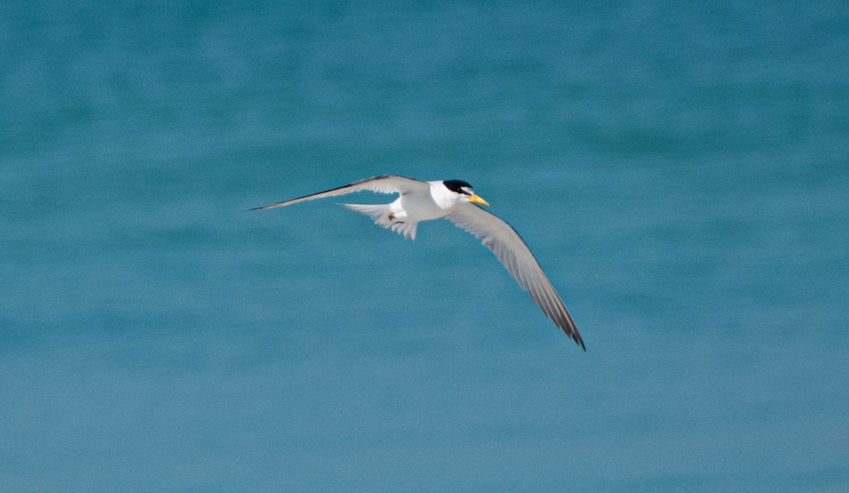 Least Tern - Debbie Carr