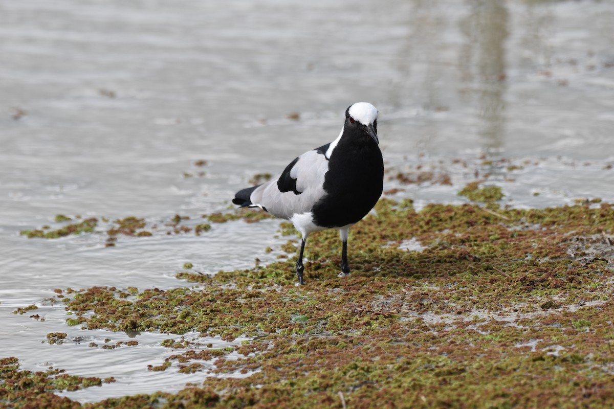 Blacksmith Lapwing - Chris Kieu