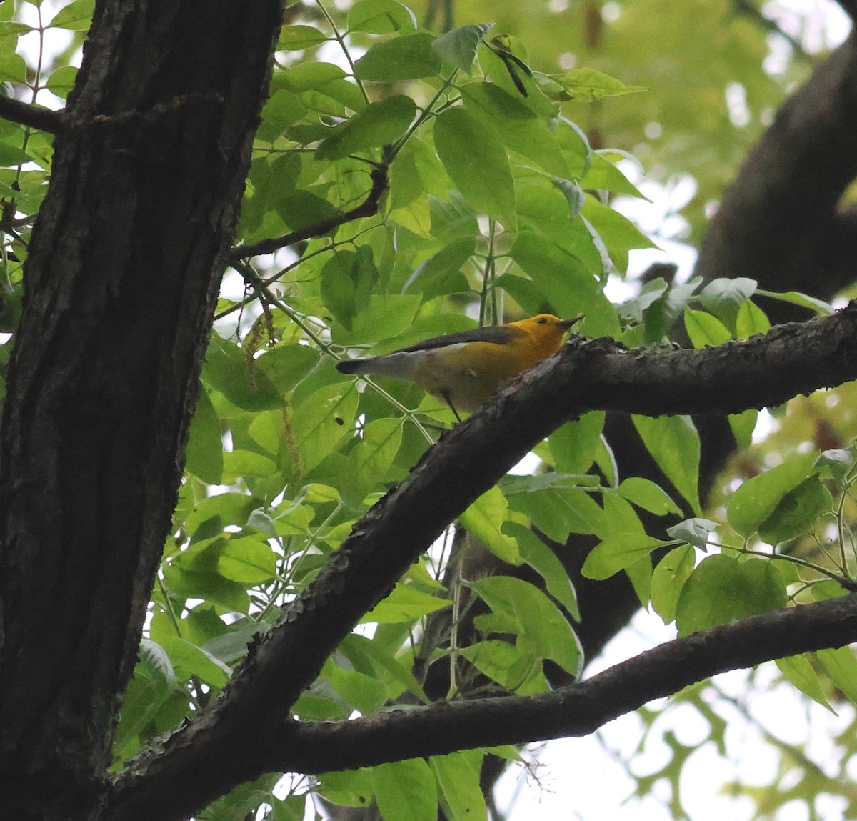 Prothonotary Warbler - James P. Smith