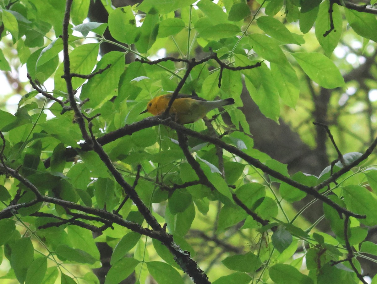 Prothonotary Warbler - James P. Smith