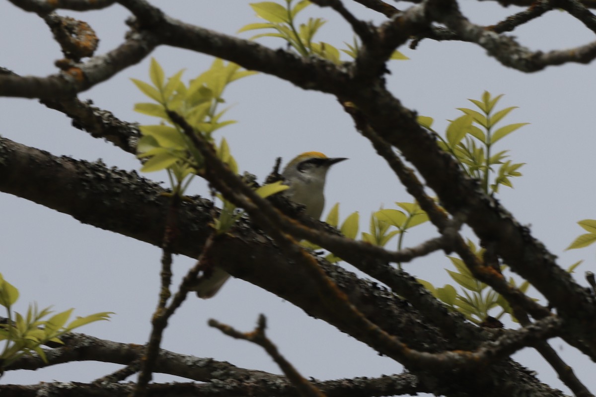 Brewster's Warbler (hybrid) - Rosemary Clapham